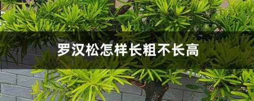 罗汉松怎样长粗不长高