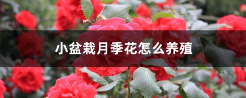 小盆栽月季花怎么养殖